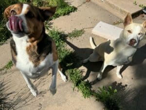 Two dogs sitting on a sunny sidewalk.