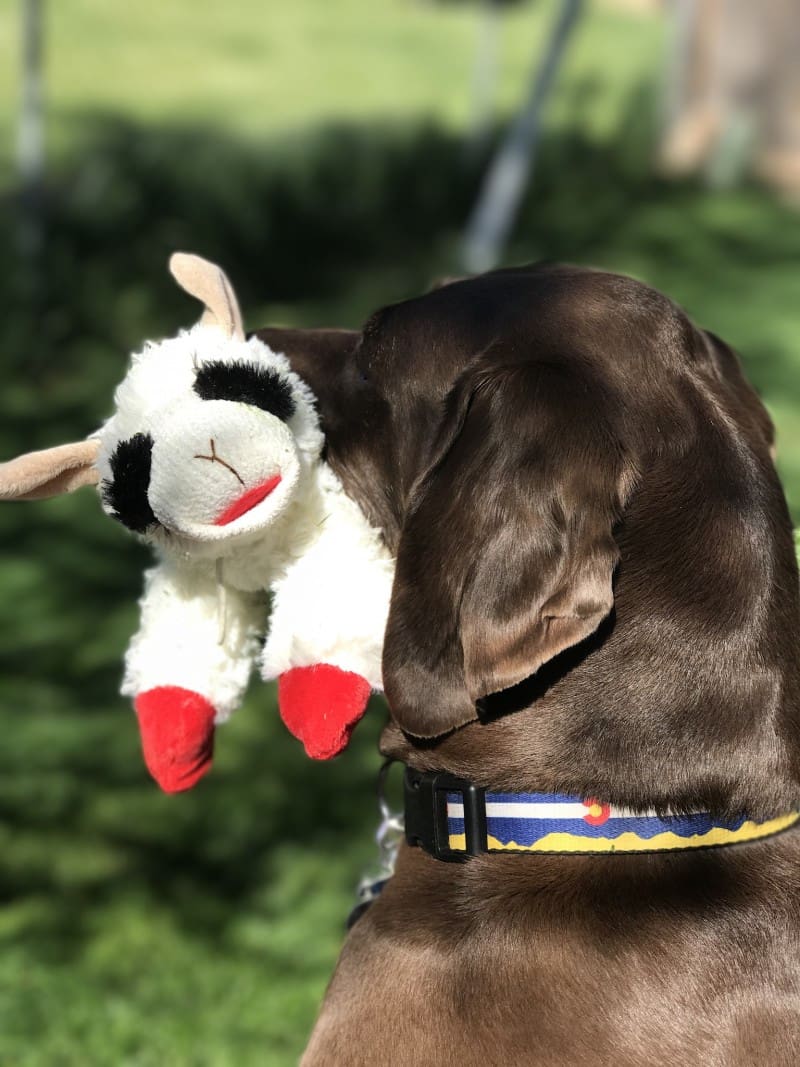 A brown dog looking at a white stuffed toy.